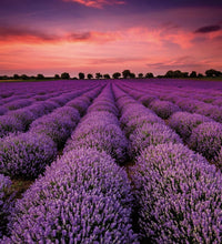 Armonia, orange and lavender home fragrance 100ml