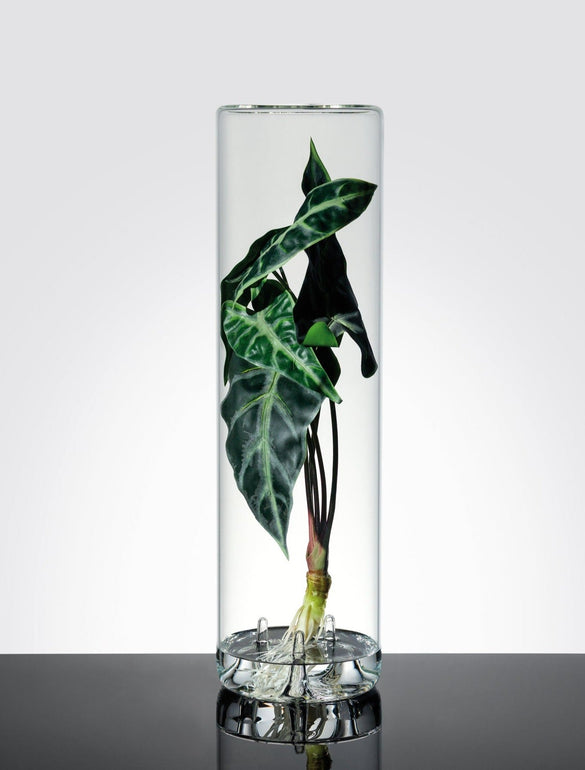 Pianta in vaso cilindrico trasparente