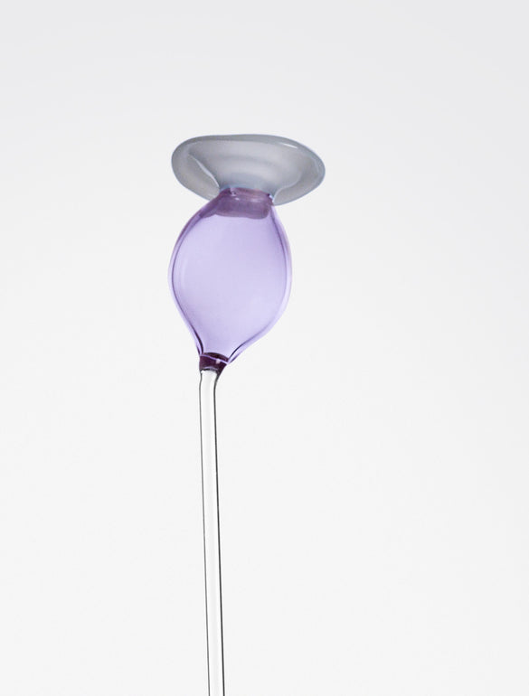 Schioppettp, flower in glass