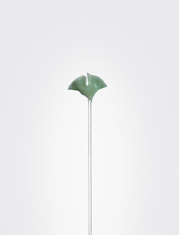 Ginkgo Biloba, flower in glass