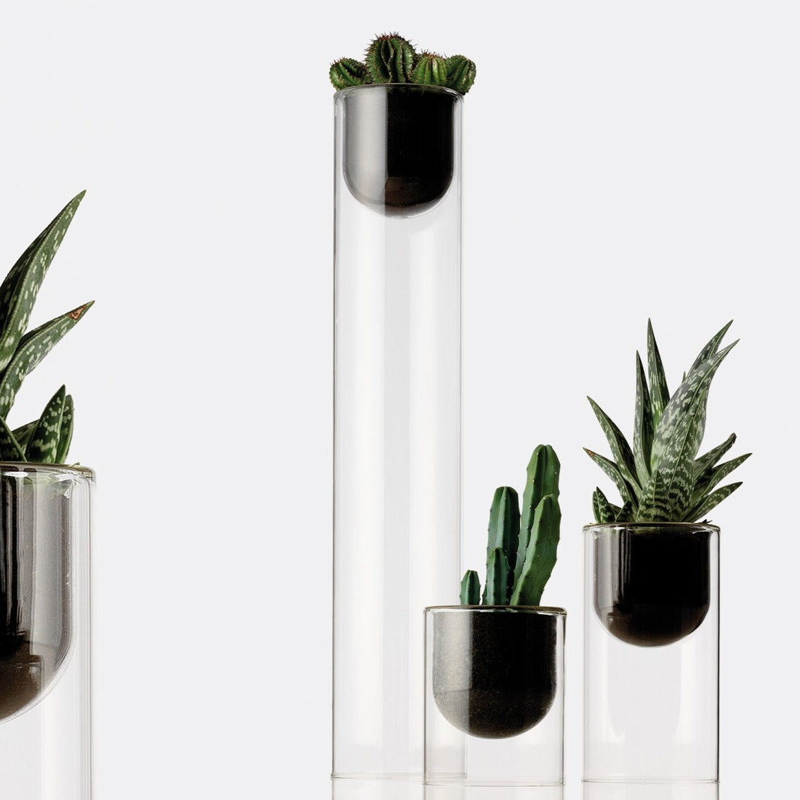 Topless, vaso in vetro per cactus e orchidee