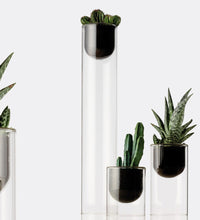 Topless, glass vase for cactus and orchids 