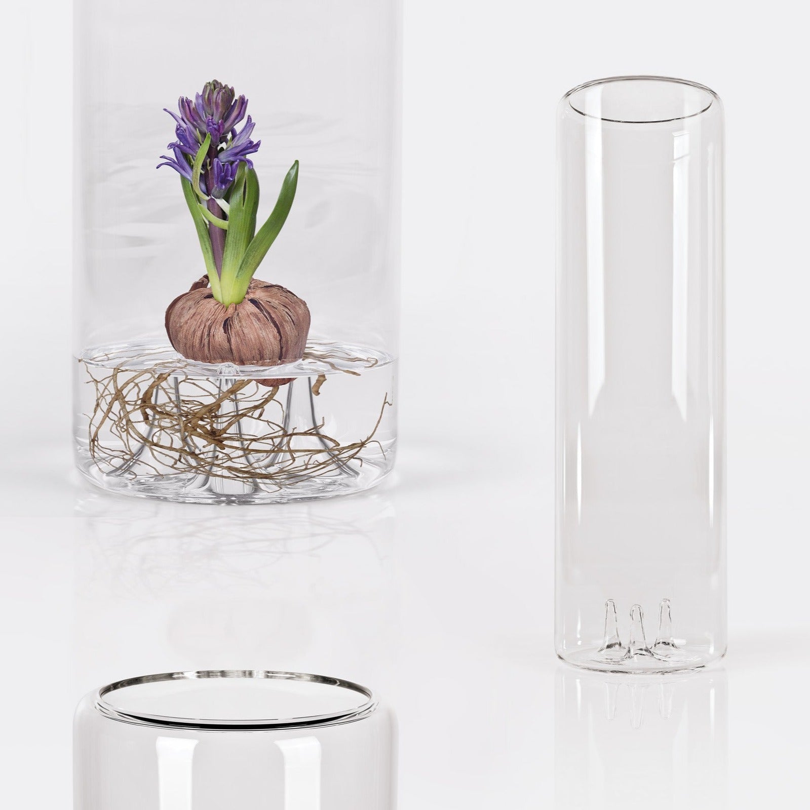 Benia, glass vase for bulb growth