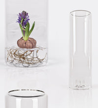 Benia, vaso in vetro per crescita bulbi