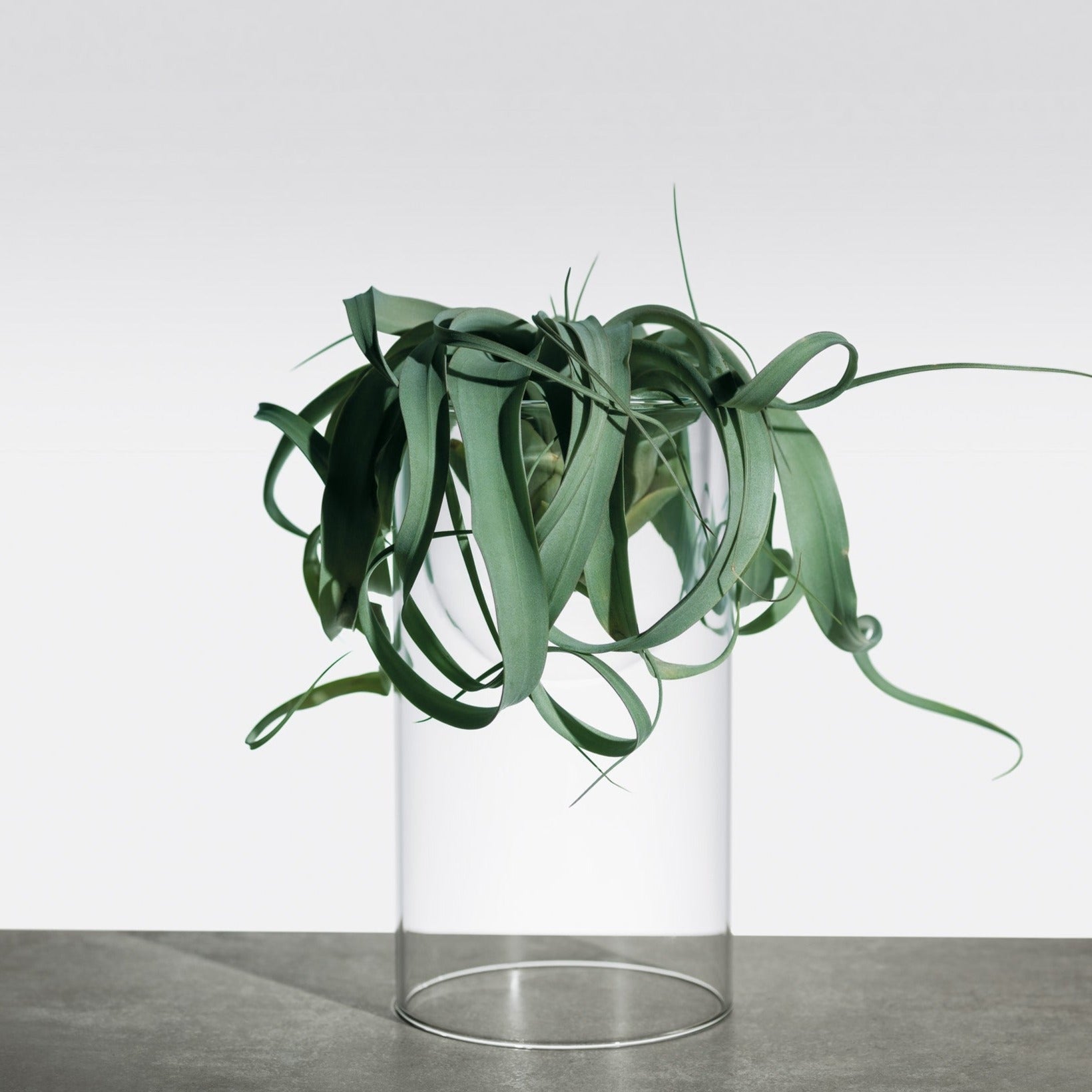 Vaso in vetro di design per cactus e orchidee – Blueside Design Shop