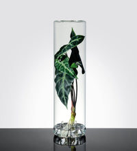 Benia, glass vase for bulb growth